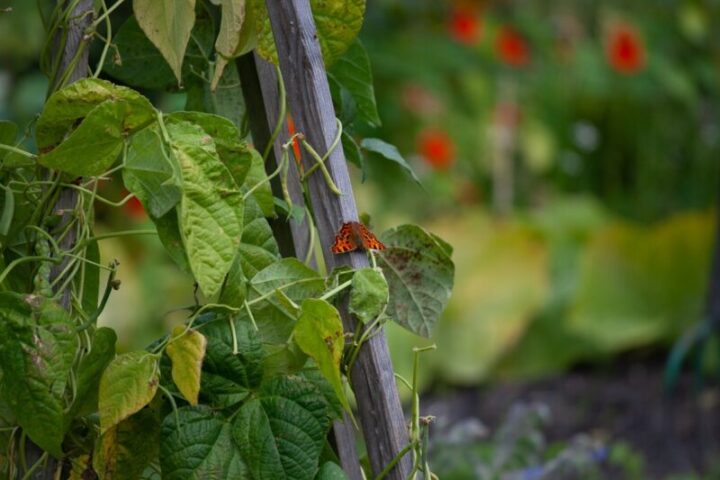 Tuin en terras