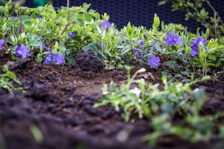 Tuin en terras
